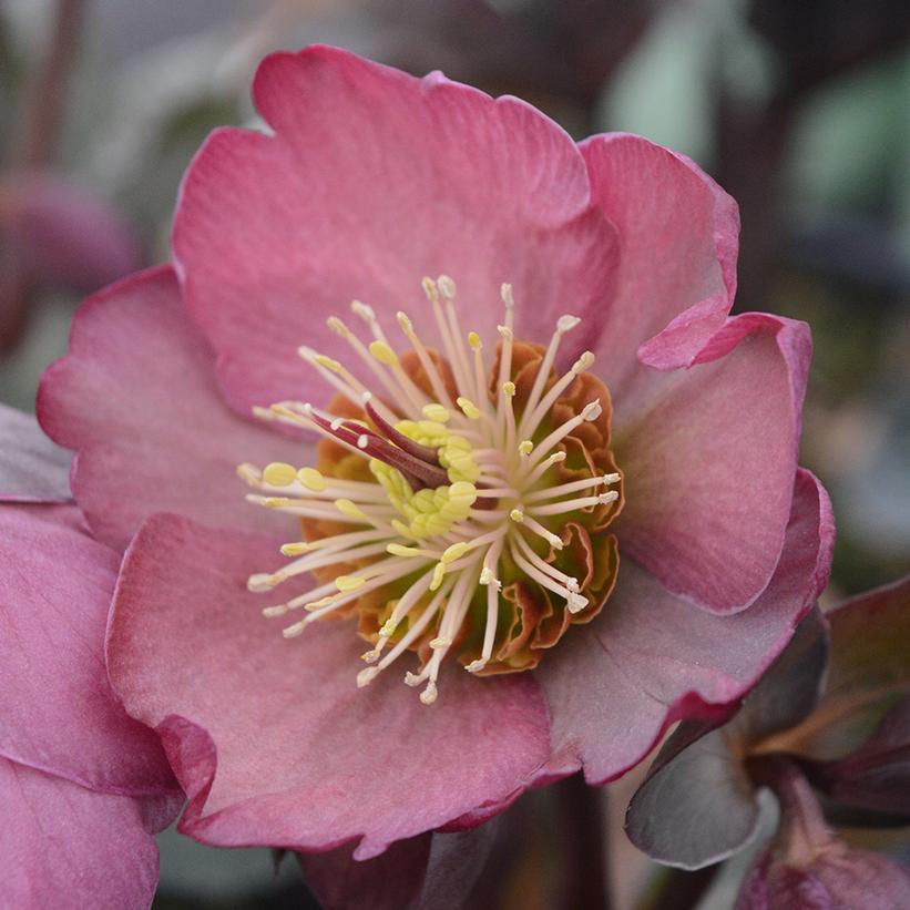 Helleborus Frostkiss® 'Pippa's Purple'