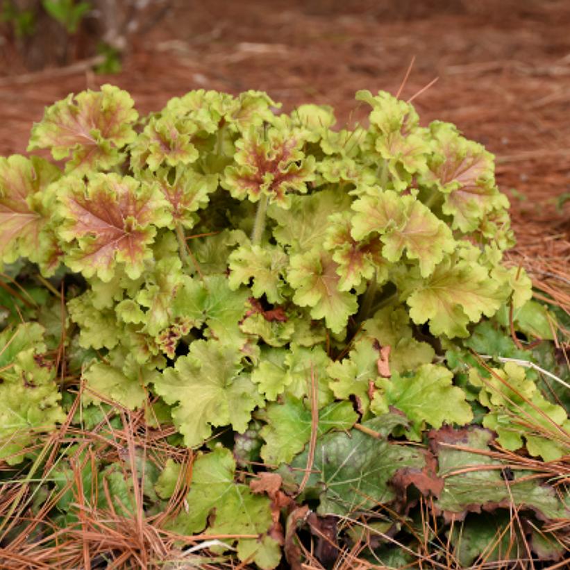 Heuchera hybrid Dolce® Dolce® 'Apple Twist'
