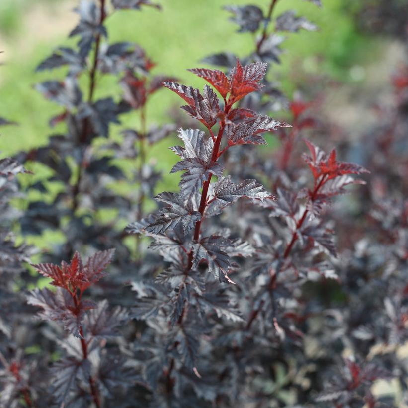 Physocarpus opulifolius Summer Wine® Black