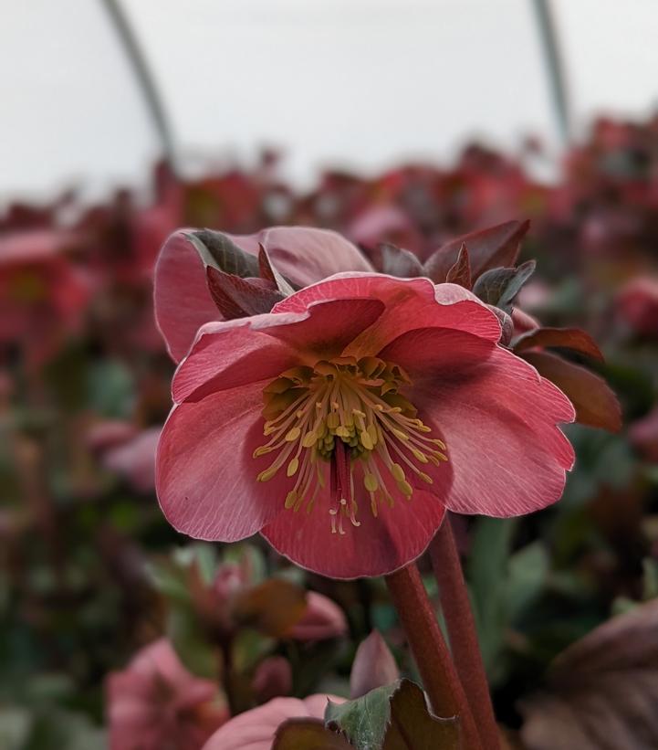 Helleborus x Frostkiss® Cheryl's Shine