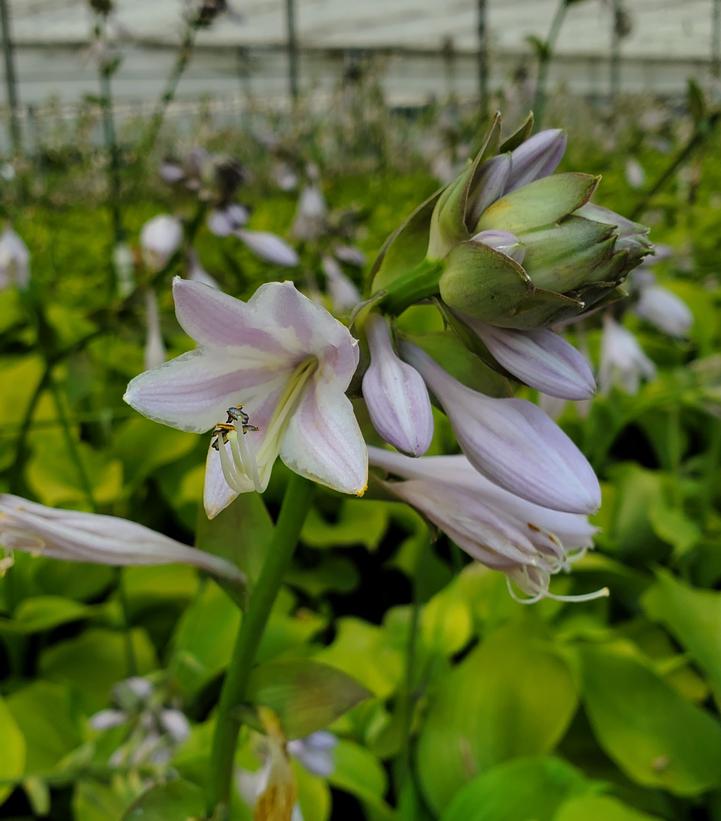 Hosta Sum & Substance