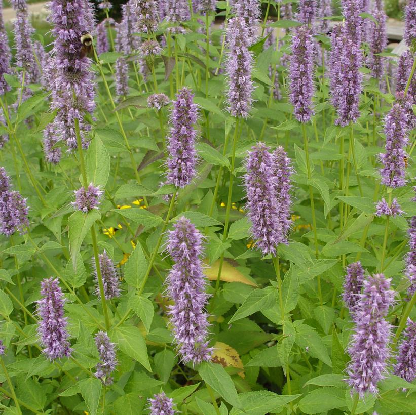 Agastache x 'Blue Fortune'