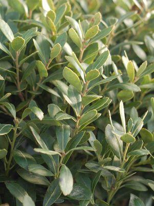 Ilex glabra Densa