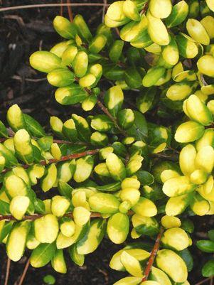 Ilex crenata Drops of Gold