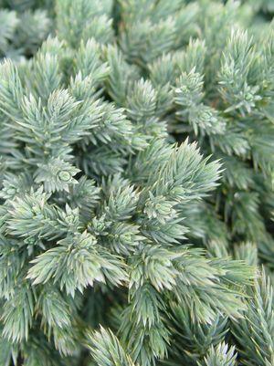 Juniperus squamata 'Blue Star'