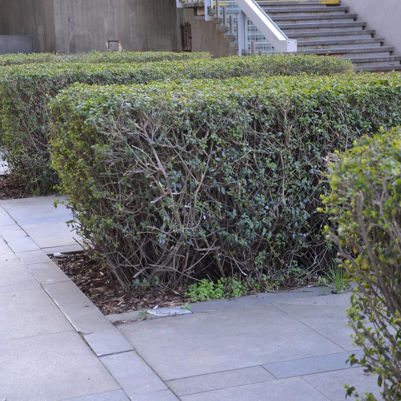 Ligustrum ovalifolium