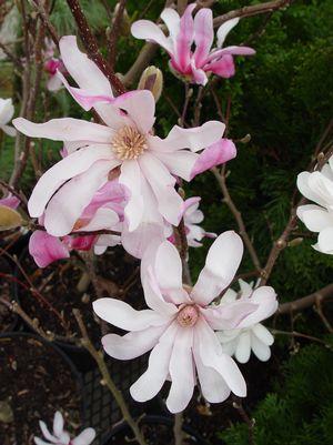 Magnolia X loeb. Leonard Messel