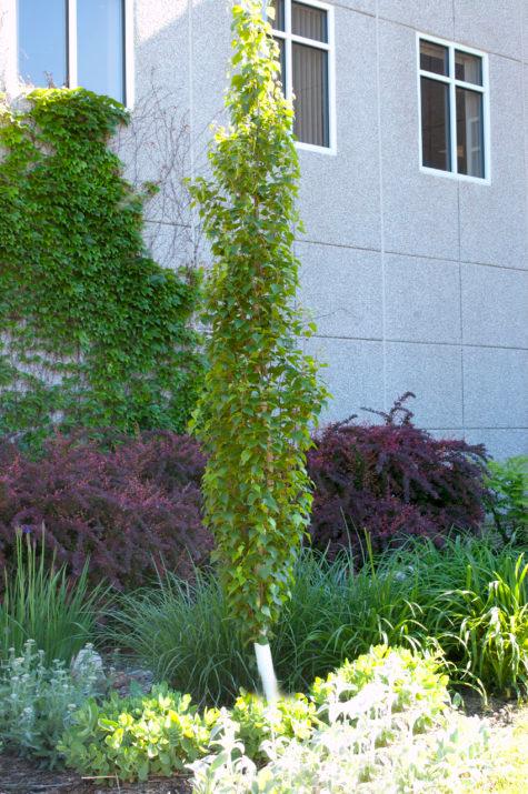 Betula platyphylla Parkland Pillar®