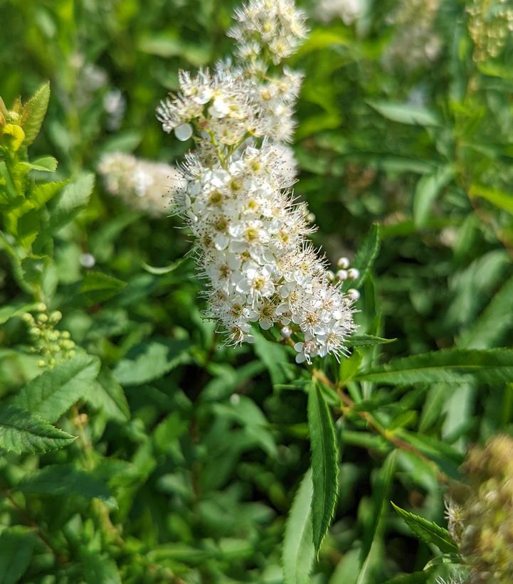 Spiraea alba var. latifolia