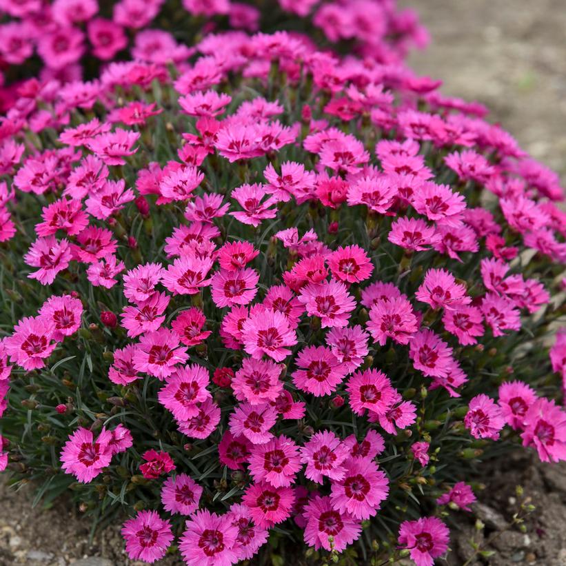 Dianthus hybrid 'Paint the Town Fancy'