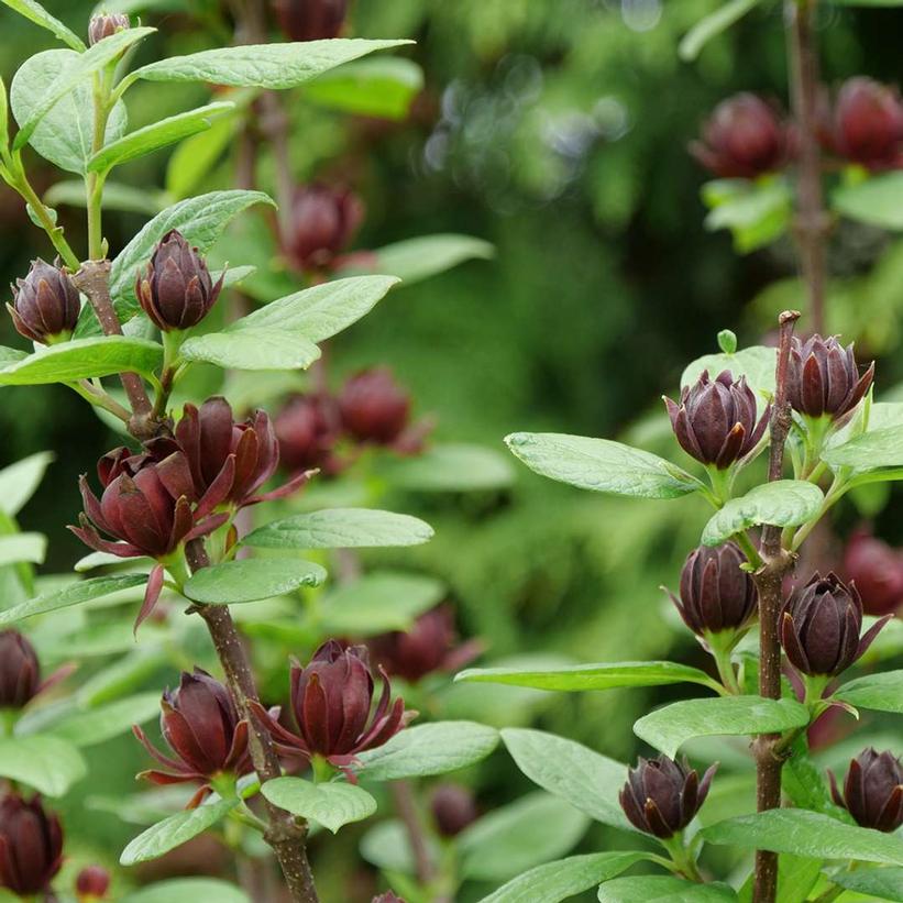Calycanthus x Simply Scentsational®