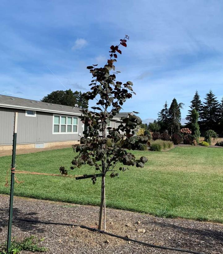 Cercis canadensis Midnight Express®