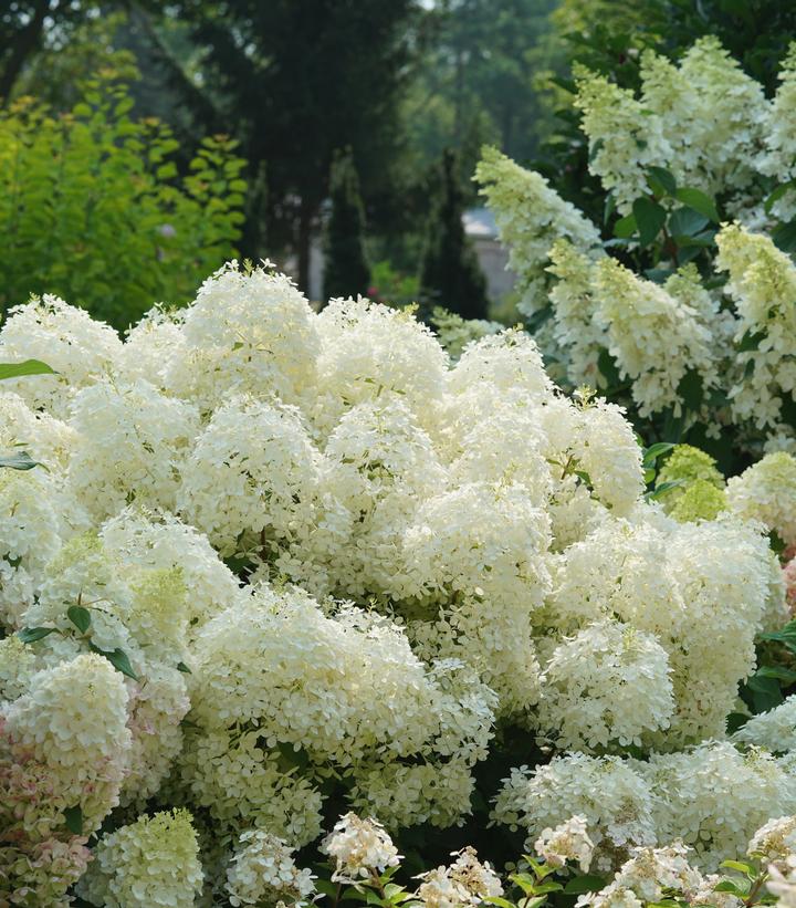 Hydrangea pan. Puffer Fish®