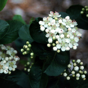 Spring Flowers