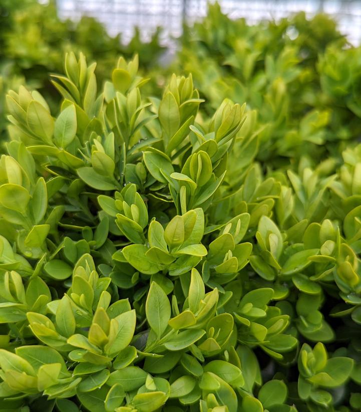 Buxus microphylla var. japonica 'Green Velvet' - Green Velvet Boxwood from Prides Corner Farms