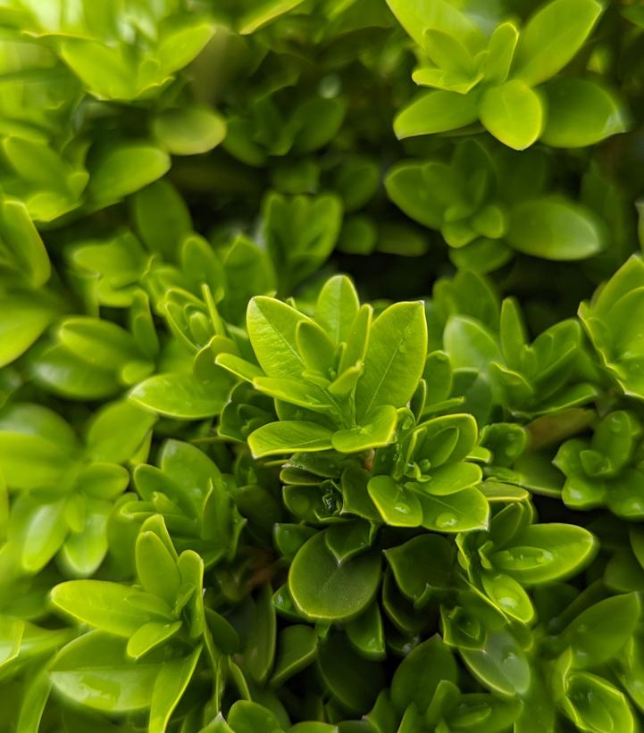 Buxus microphylla 'Tide Hill' - Tide Hill Boxwood from Prides Corner Farms