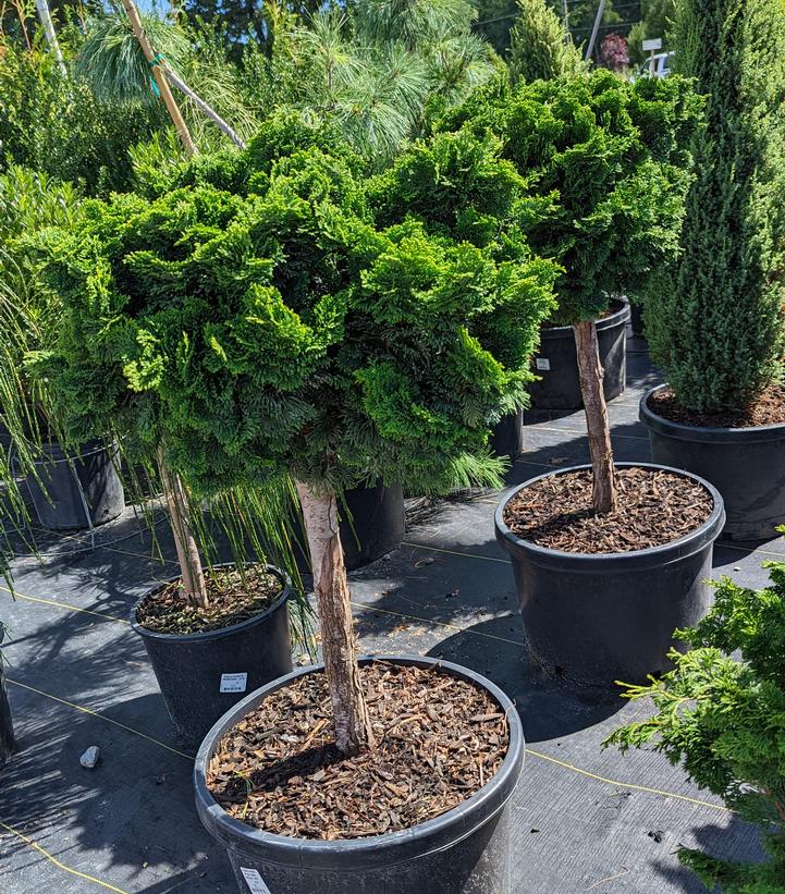 Chamaecyparis obt. 'Gracilis' - Compact Hinoki Cypress from Prides Corner Farms
