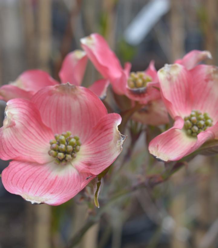 Cornus florida 'Cherokee Brave™' - Cherokee Brave™Flowering Dogwood from Prides Corner Farms