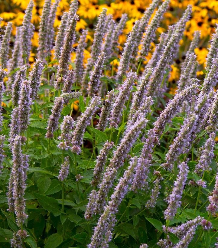 Image courtesy of Walters Gardens