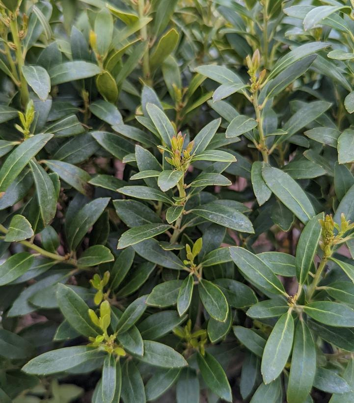 Ilex glabra 'Shamrock' - Shamrock Inkberry from Prides Corner Farms