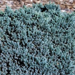 Image courtesy Bailey Nursery