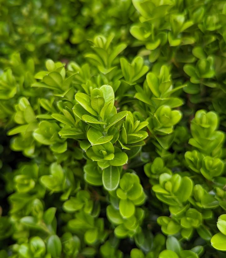 Buxus 'NewGen Independence�' - NewGen Independence� Boxwood from Prides Corner Farms