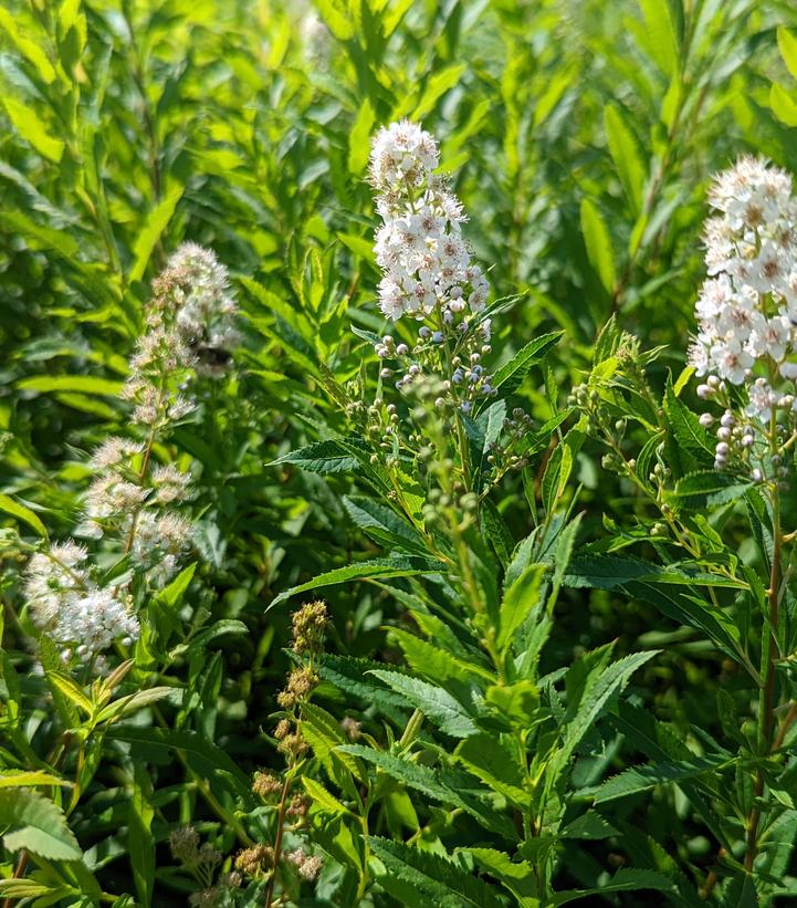 Image Credit: Prides Corner Farms