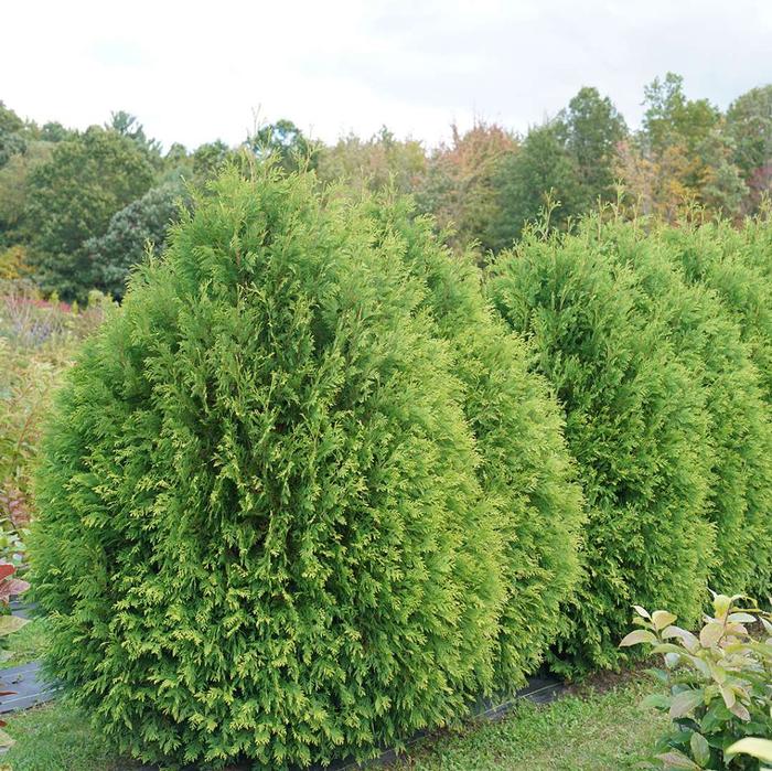 Thuja occidentalis Cheer Drops™