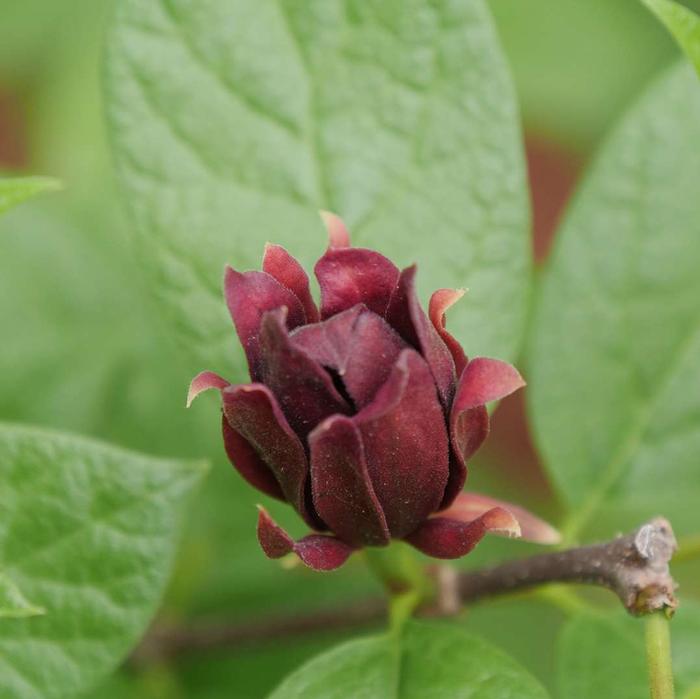 Calycanthus x Simply Scentsational®