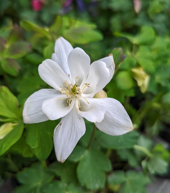 Aquilegia x Earlybird™ White