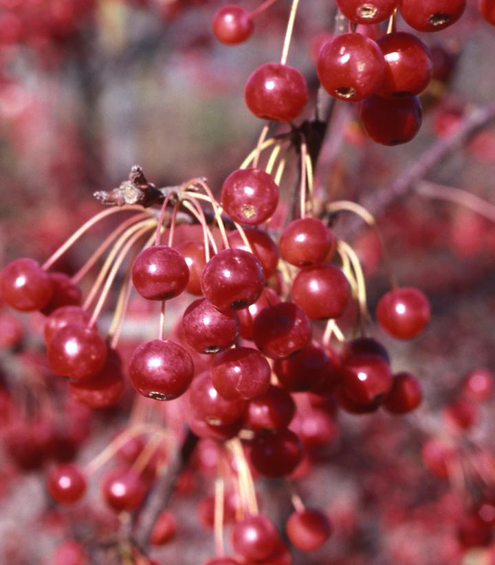 Malus x ''Red Jewel'' -photos courtesy of JF Schmidt