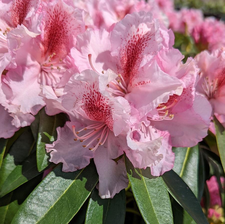 RHODODENDRON `HOLDEN`S PINK FLARE` - from Prides Corner Farms