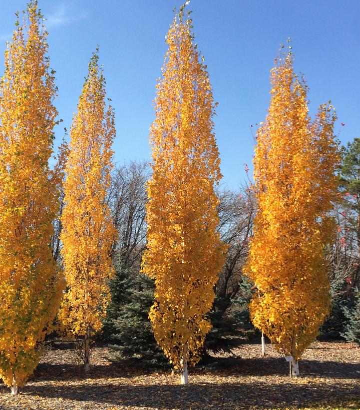Betula platyphylla Parkland Pillar®