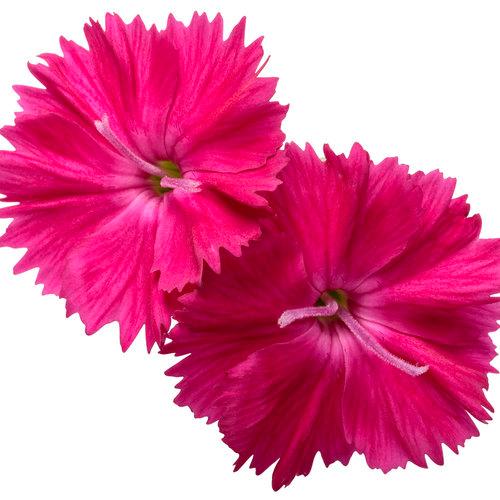 Dianthus hybrid 'Paint the Town Red'