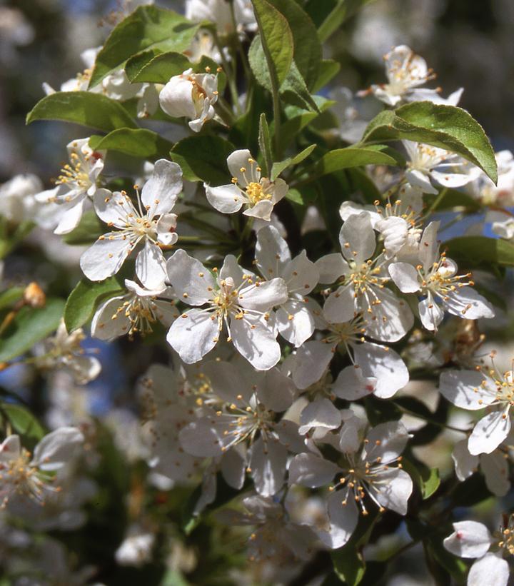 Malus x ''Red Jewel'' -photos courtesy of JF Schmidt