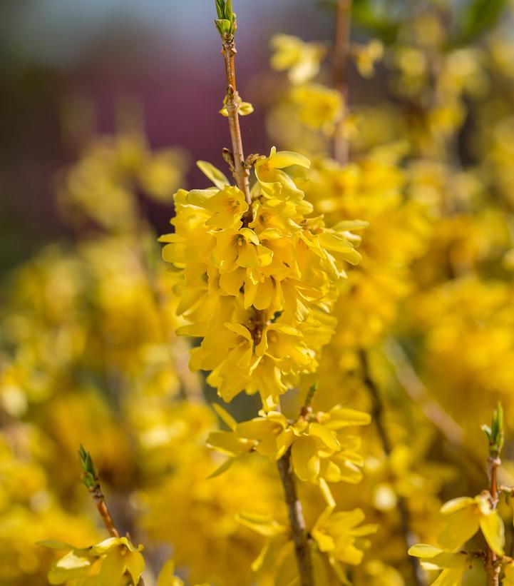 Image Credit: Bailey Nurseries