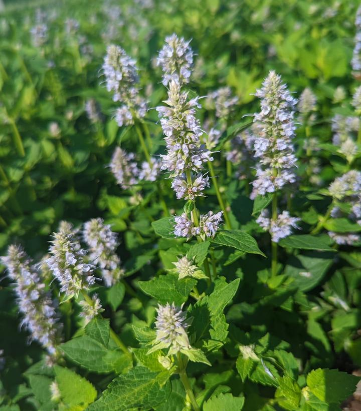 Agastache x 'Blue Fortune' - Blue Fortune Anise from Prides Corner Farms